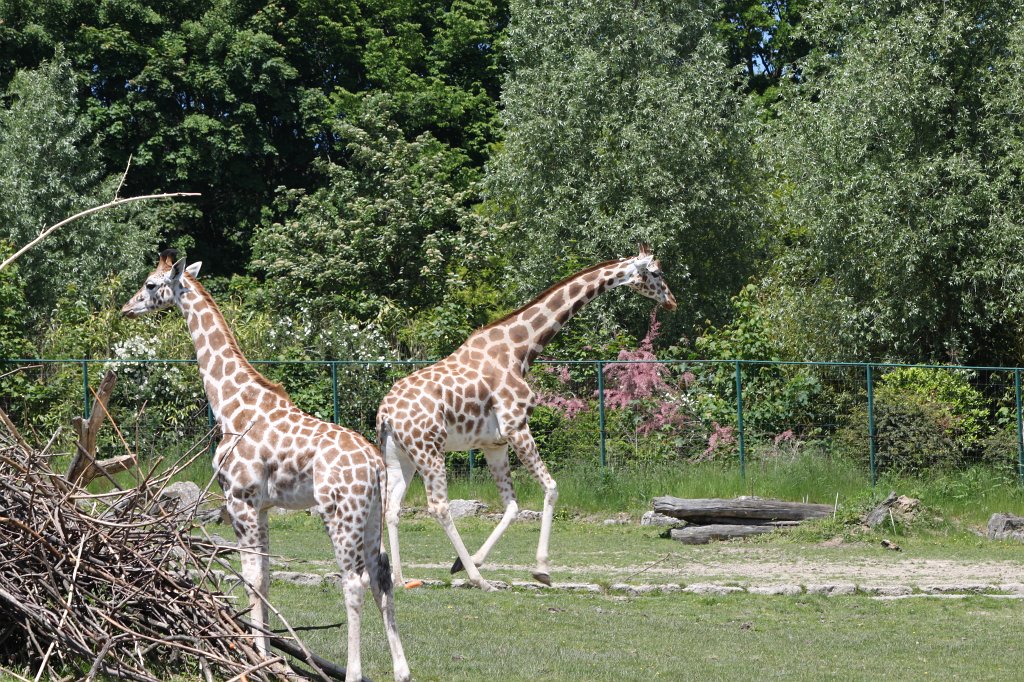 IMG_4828.JPG -  Giraffes 