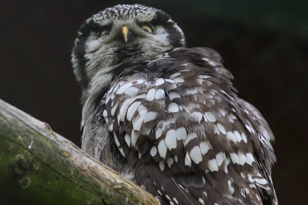 IMG_4914.JPG -  Eagle-owl 