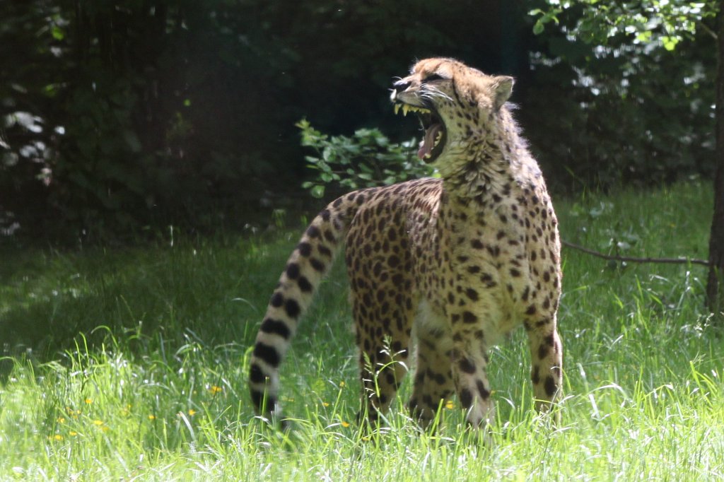 IMG_4954.JPG -  Cheetah 