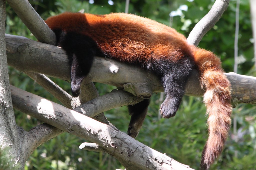 IMG_4976.JPG - Relaxing  Red panda 