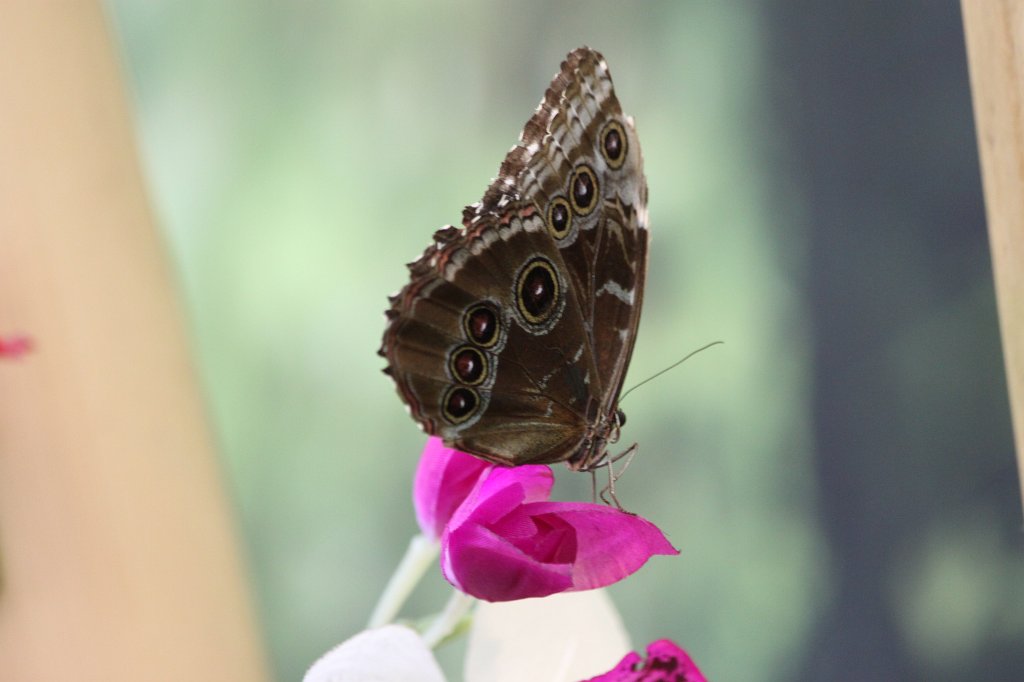IMG_7599.JPG -  Butterfly .  Zoological Garden Rome  ( Bioparco ).