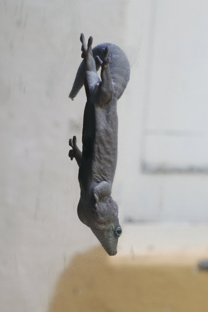 IMG_7696.JPG -  Gecko  living vertical.  Zoological Garden Rome  ( Bioparco ).