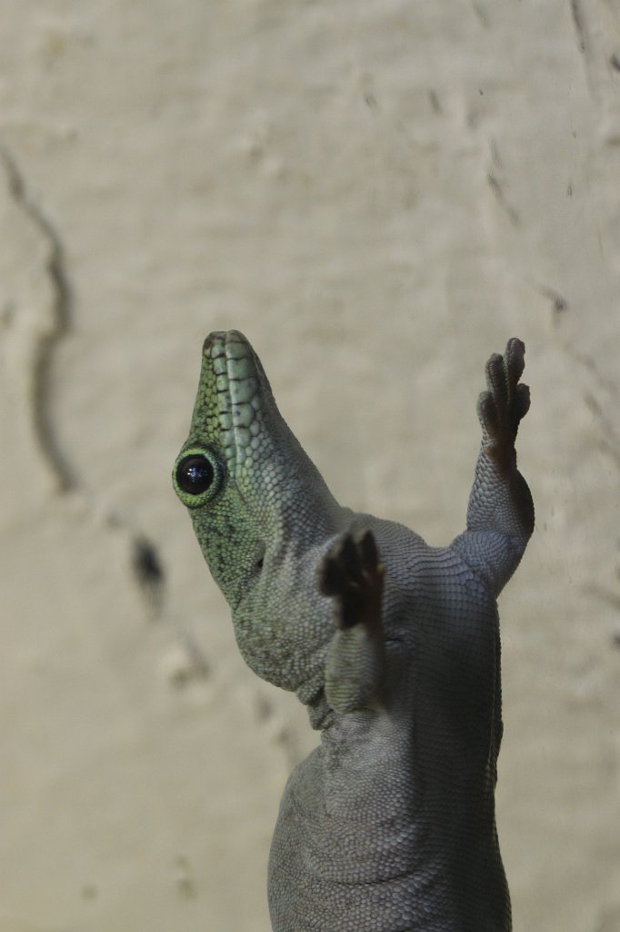 IMG_7702.JPG -  Gecko  living vertical.  Zoological Garden Rome  ( Bioparco ).