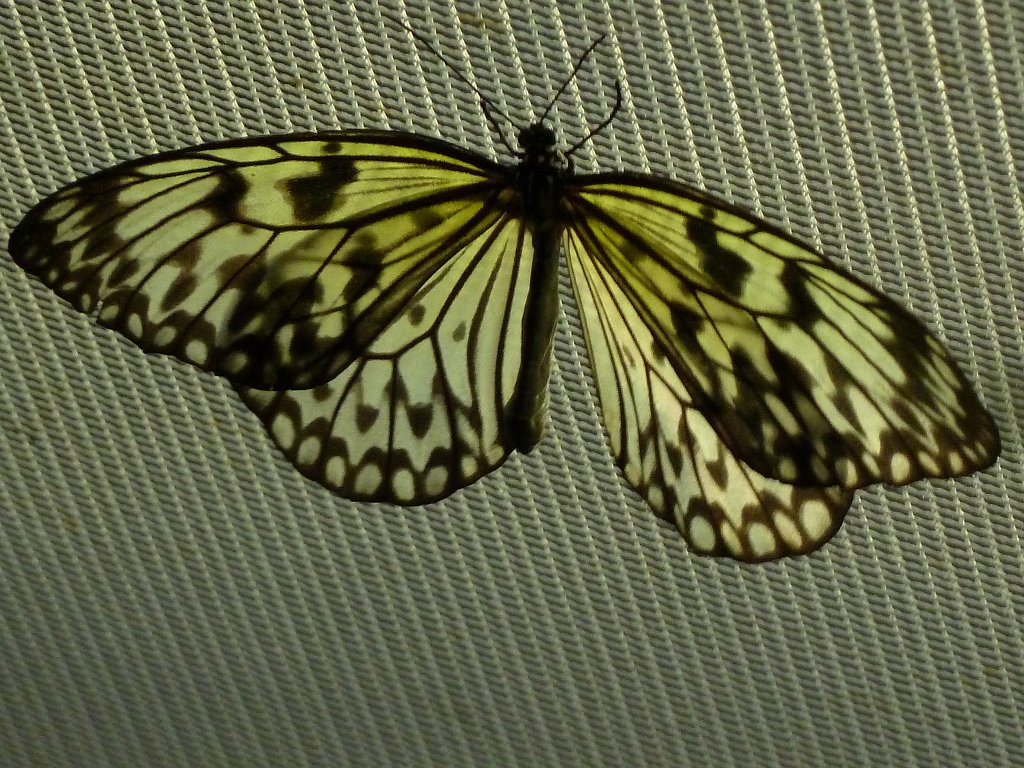 P1100636.JPG -  Butterfly .  Zoological Garden Rome  ( Bioparco ).