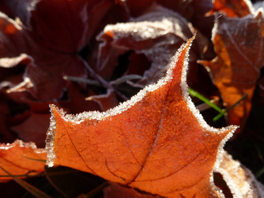 P1110023.JPG - Frozen leaf in sunlight