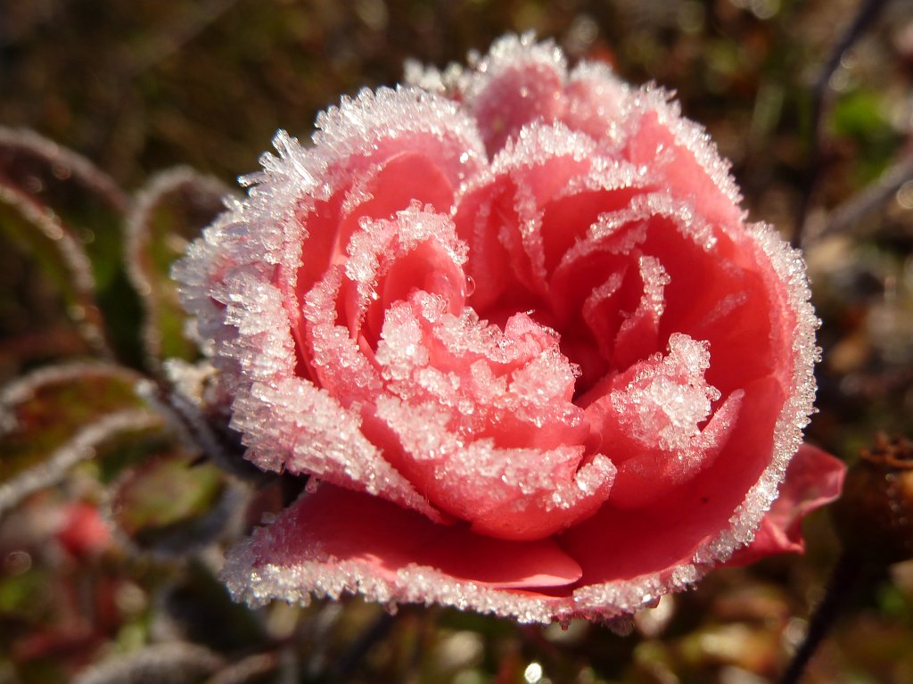 P1110242.JPG - White frost on rose