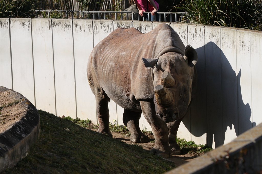 IMG_9199.JPG -  Black rhinoceros  ( Spitzmaulnashorn )