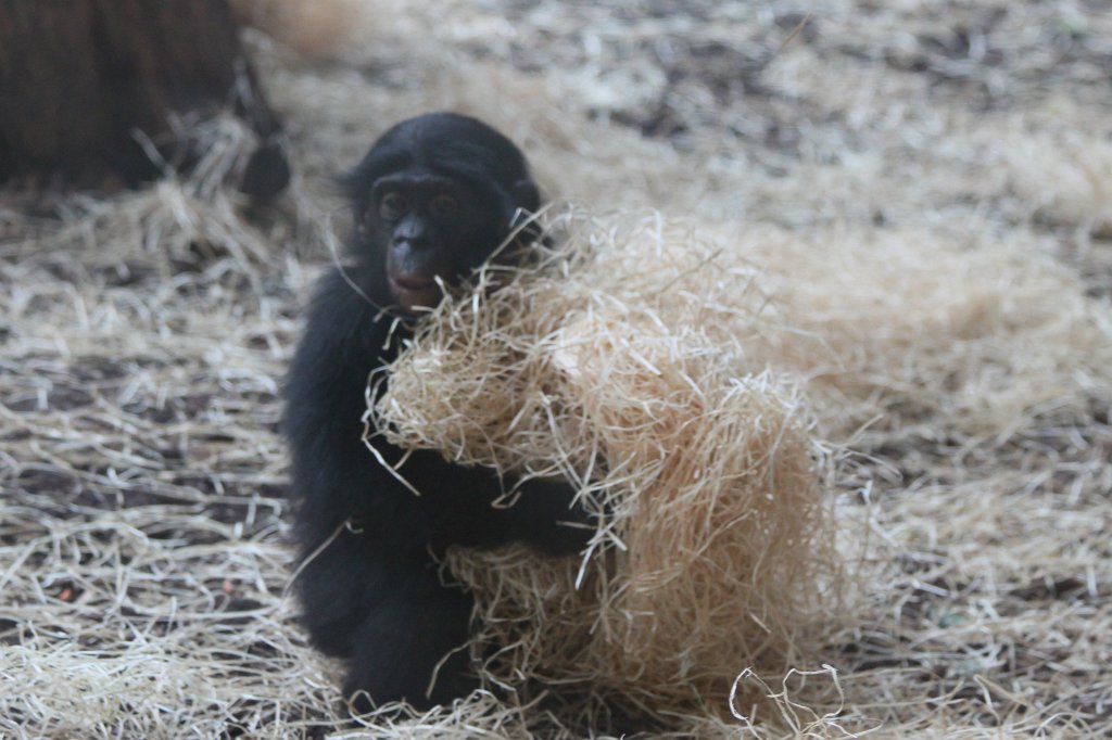IMG_9200.JPG - Baby  Chimpanzee  ( Schimpansen baby)