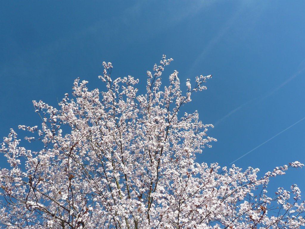 P1110581.JPG - Blossom of a tree