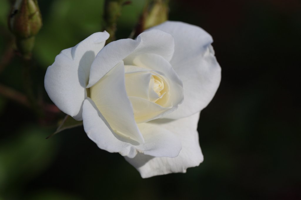 IMG_9464.JPG - White rose