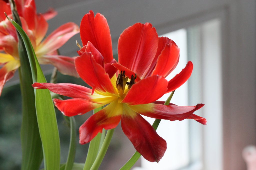 IMG_9238.JPG - Red and yellow tulip