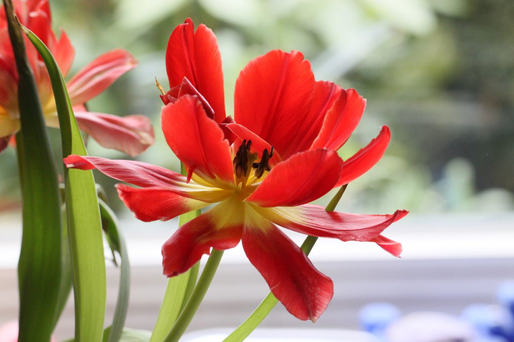 IMG_9240.JPG - Red and yellow tulip
