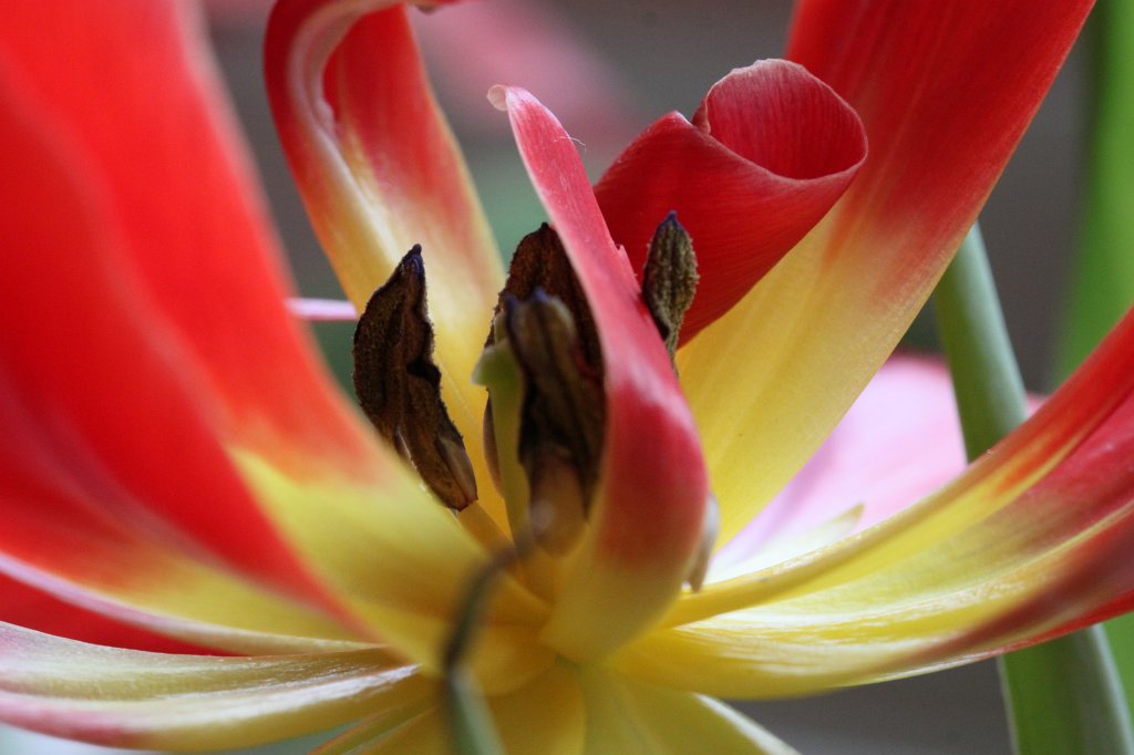 IMG_9245.JPG - Red and yellow tulip