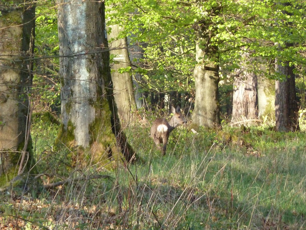 P1110879.JPG - Wild  roe deer  encounter in the morning