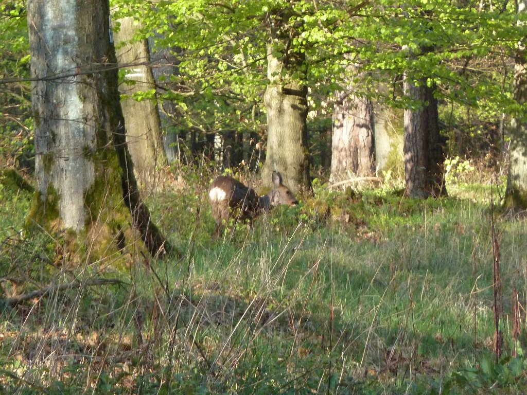 P1110881.JPG - Wild  roe deer  encounter in the morning