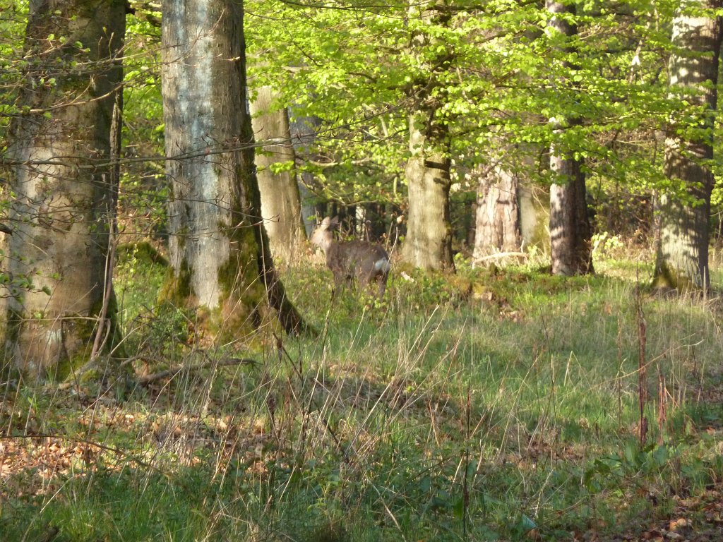 P1110886.JPG - Wild  roe deer  encounter in the morning