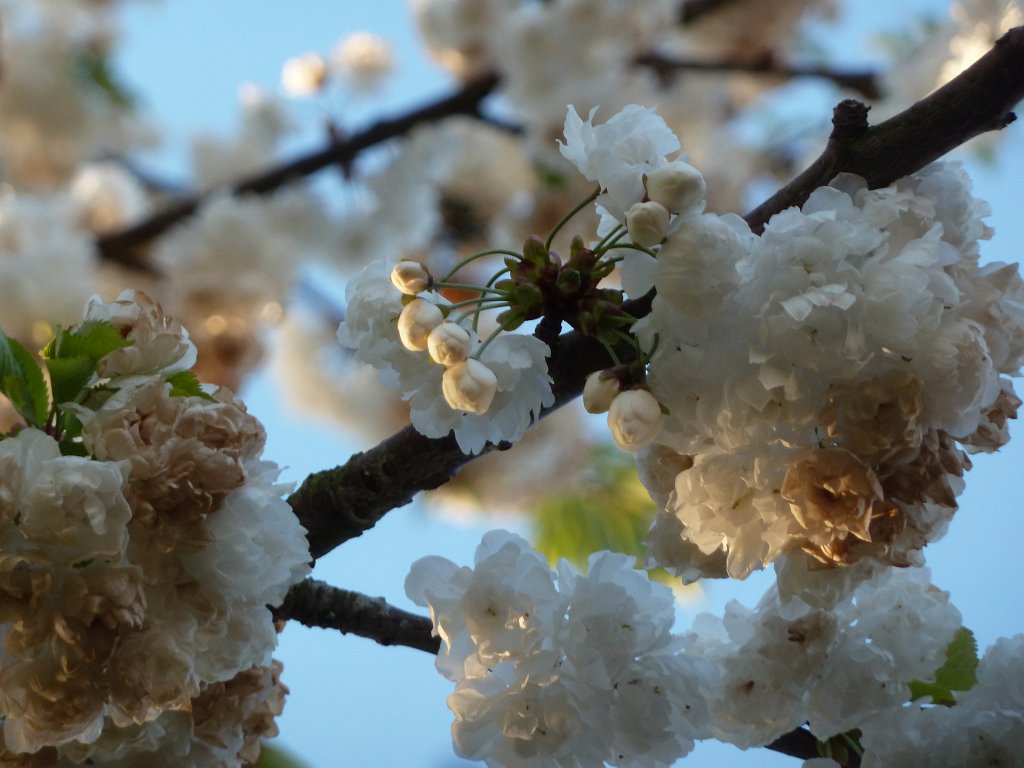 P1110894.JPG - Cherry blossom