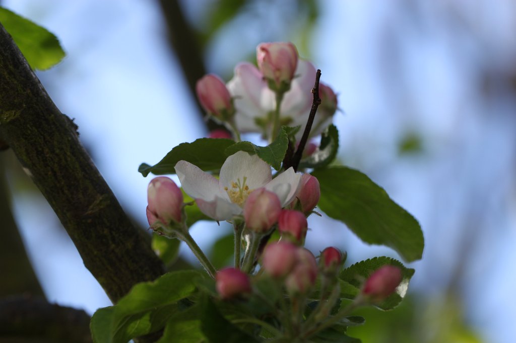 IMG_9686.JPG - Apple blossom