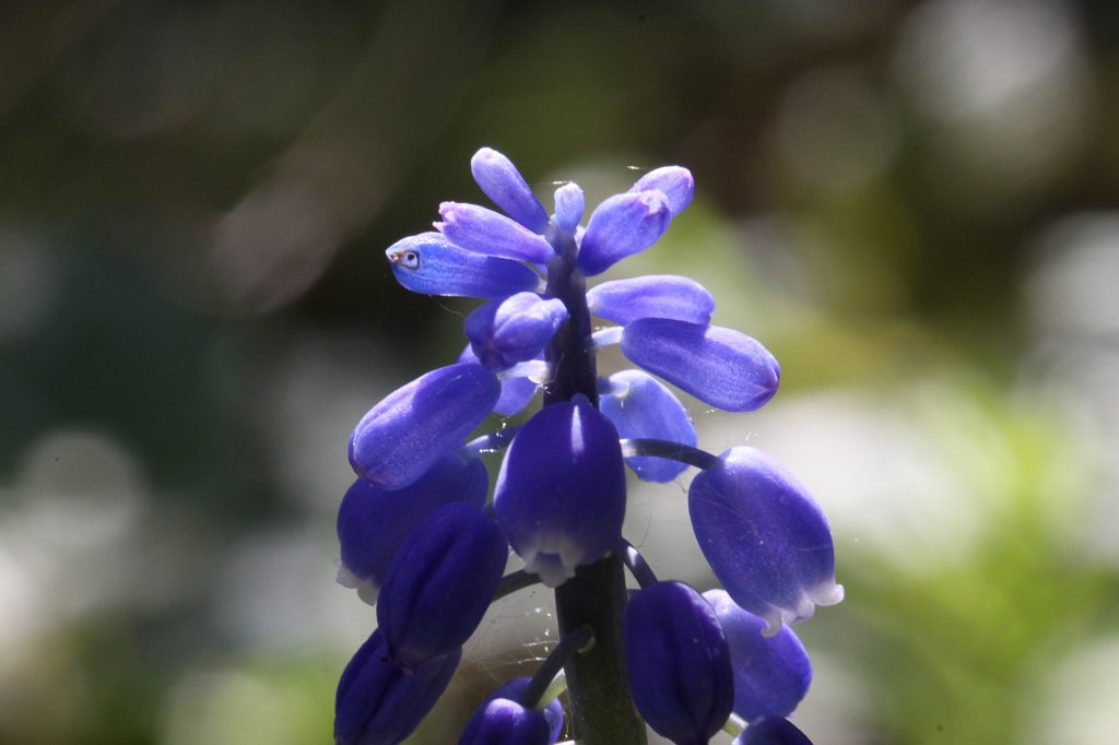 IMG_9726.JPG -  Grape hyacinth 