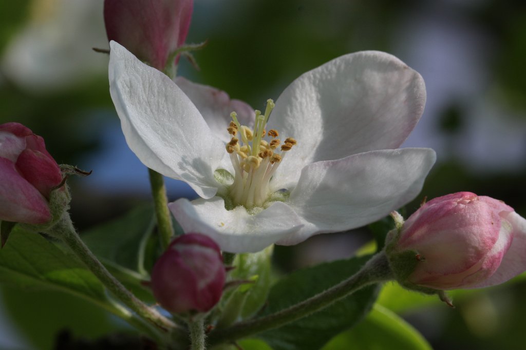 IMG_9756.JPG -  Apple  blossom