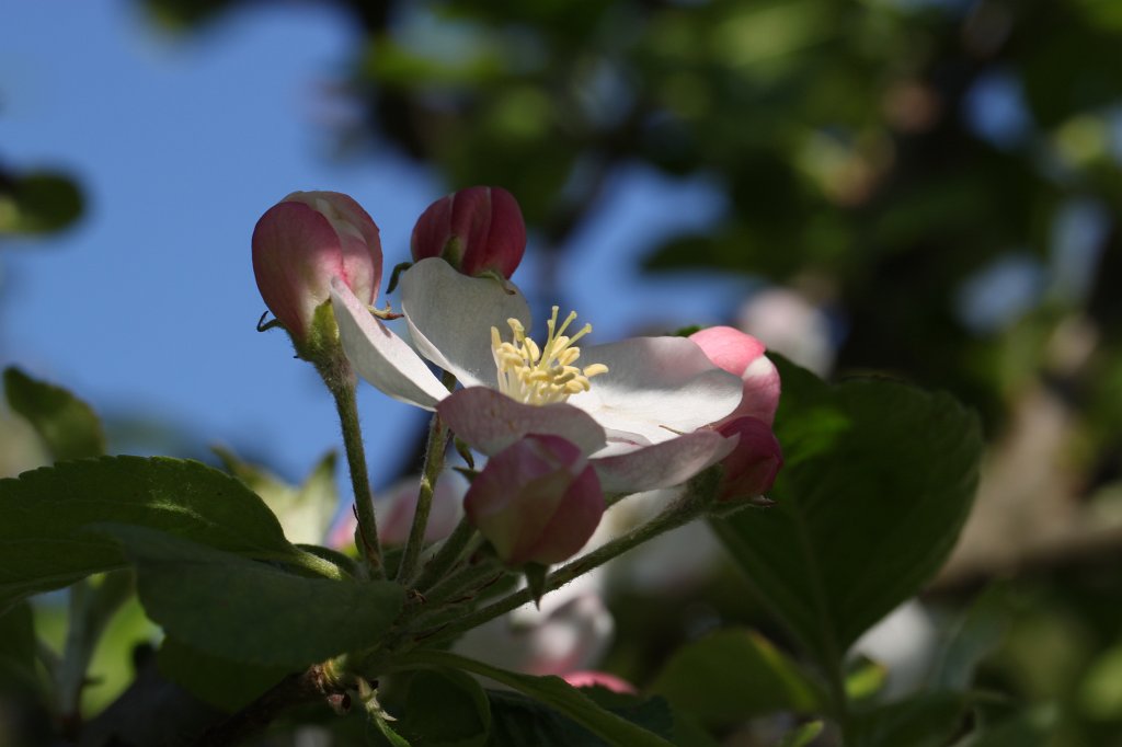 IMG_9758.JPG -  Apple  blossom