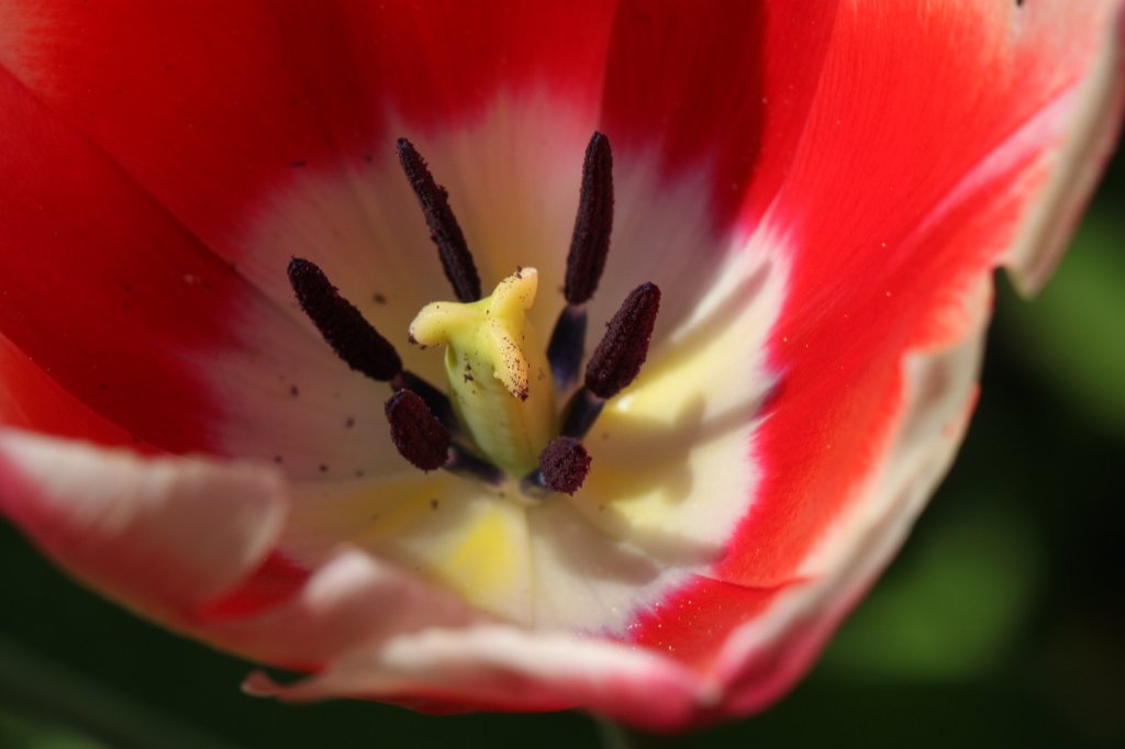 IMG_9770.JPG - Red  tulip 