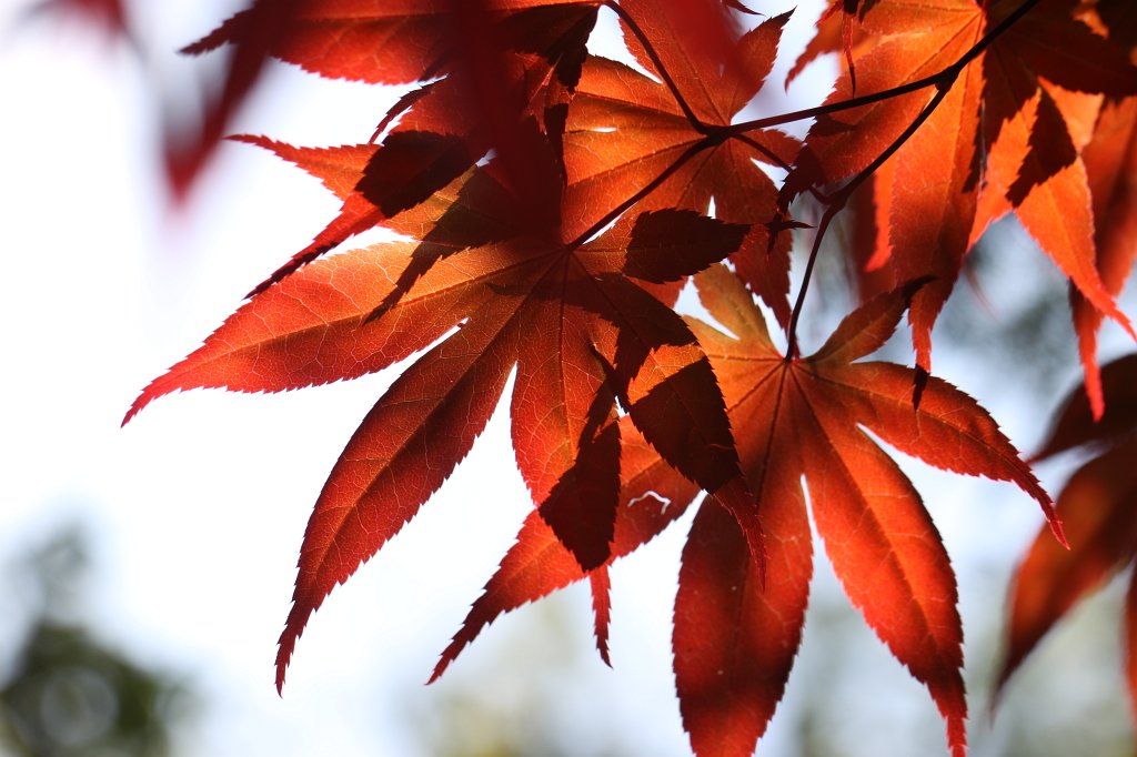 IMG_9775.JPG - Red leaves