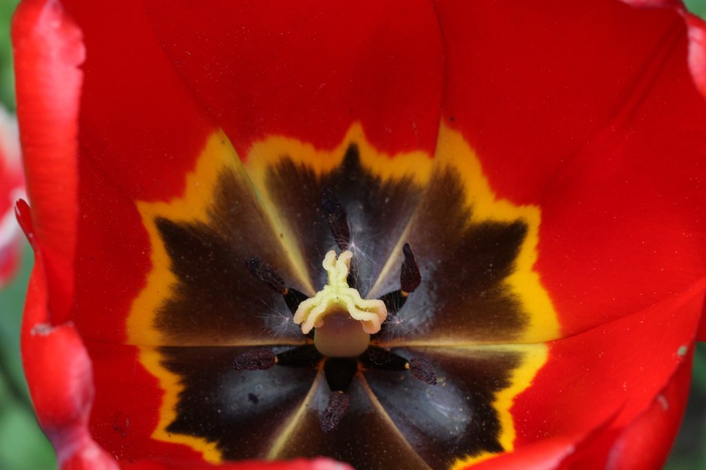 IMG_9782.JPG - Red  tulip 