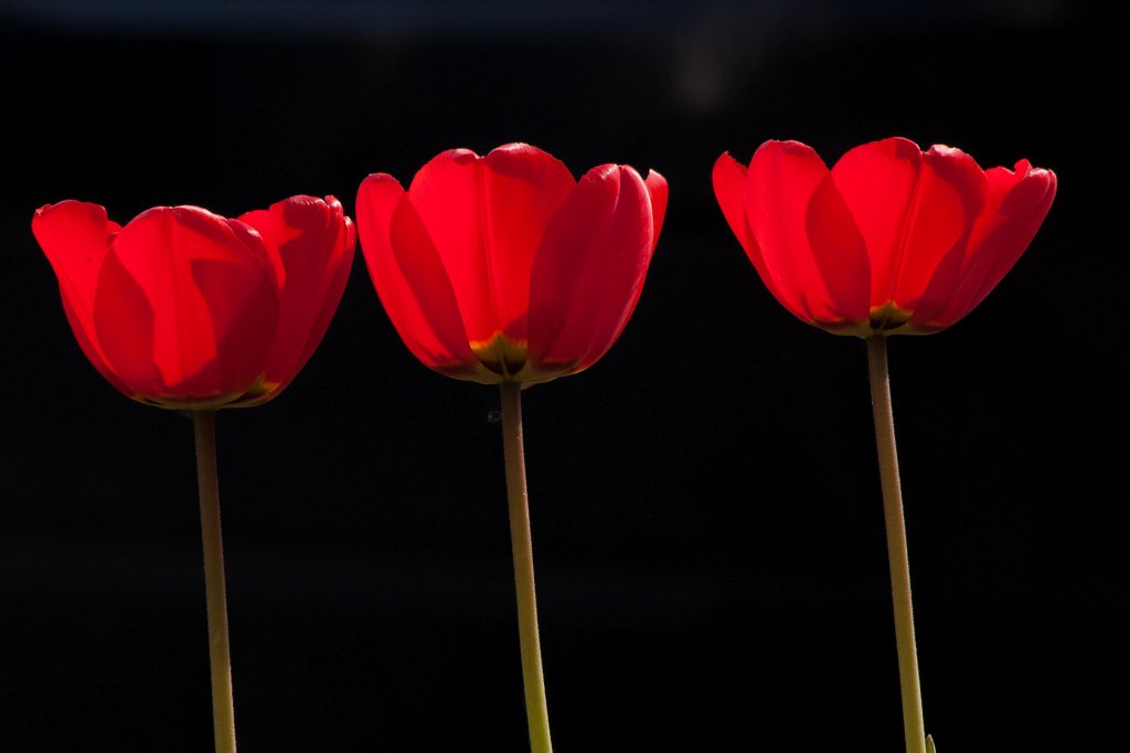IMG_9790_c.jpg - Three red  tulips 