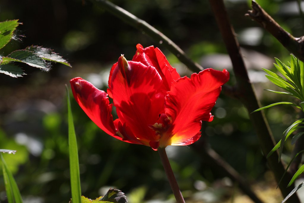 IMG_9804.JPG - Red  tulip 