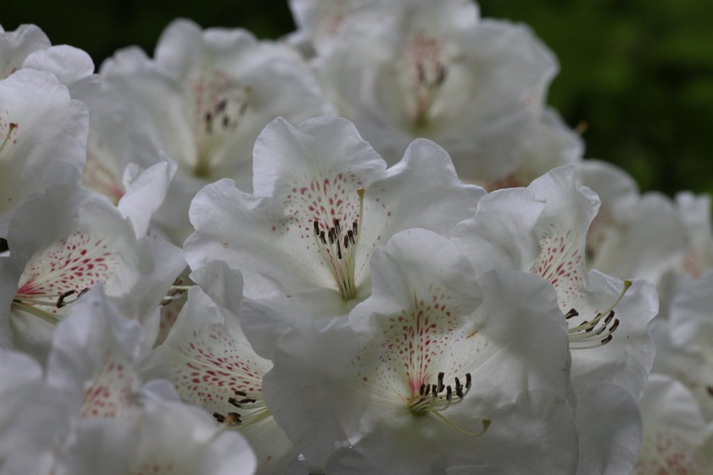 IMG_9873.JPG -  Rhododendron 