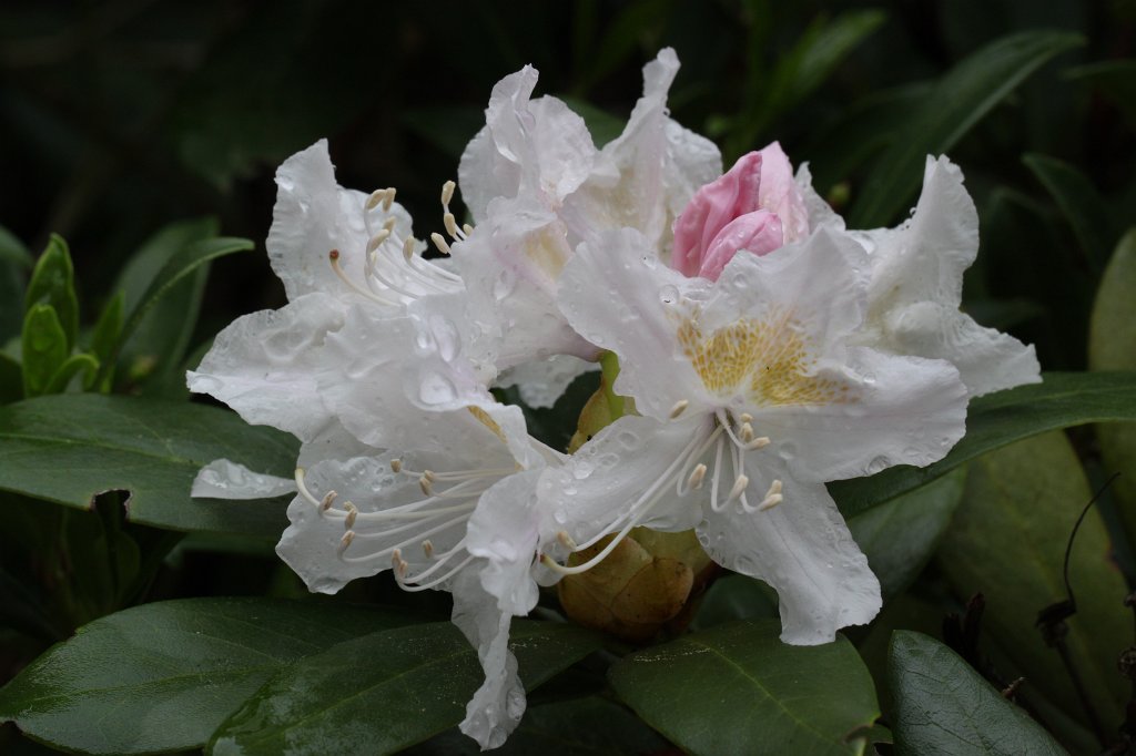 IMG_0013.JPG - Growing  rhododendron  blossom - day 7 - transformation nearly finished