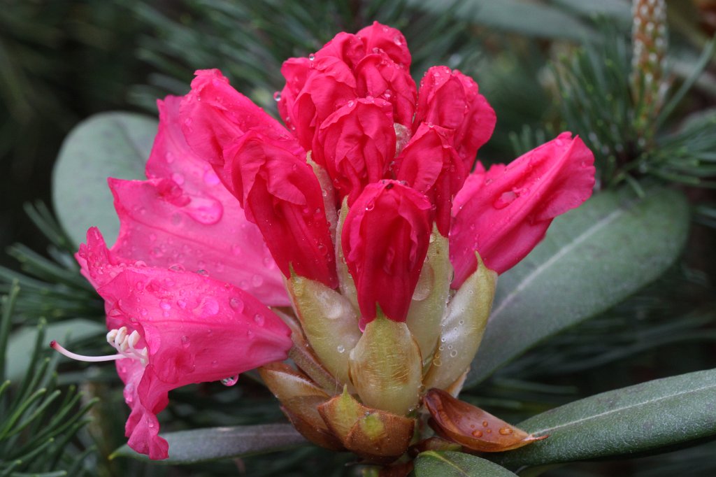 IMG_0015.JPG -  Rhododendron  blossom