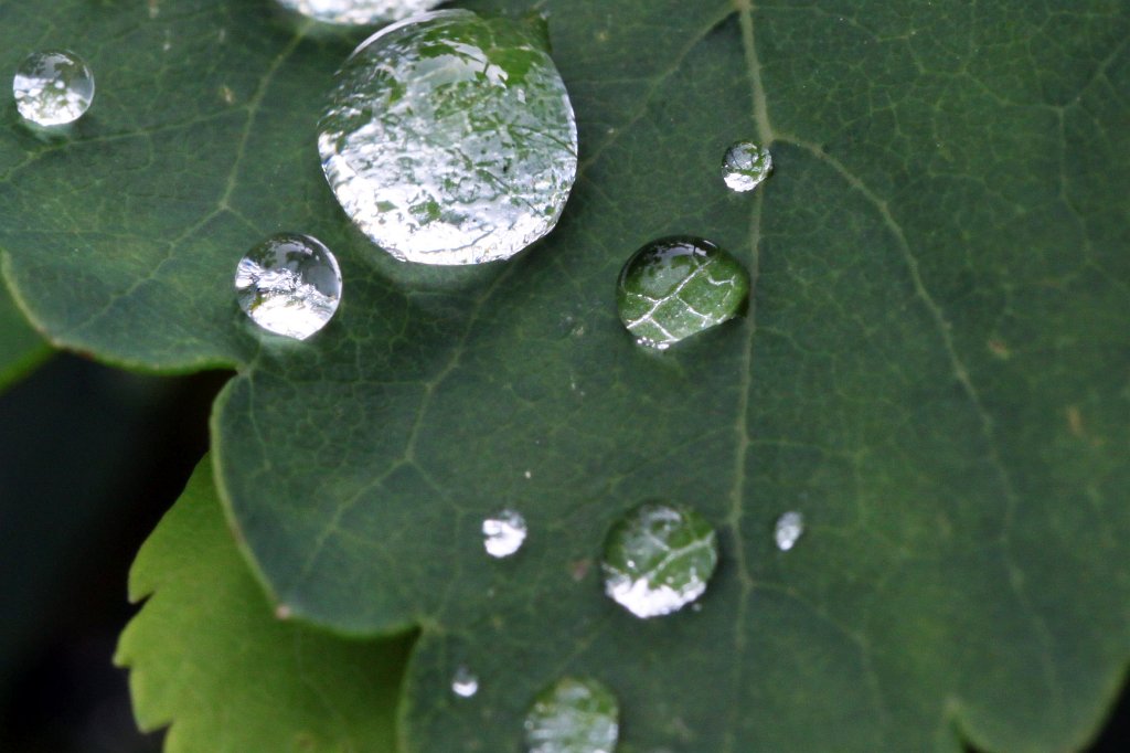 IMG_0022_c.jpg - Rain drops on leaf