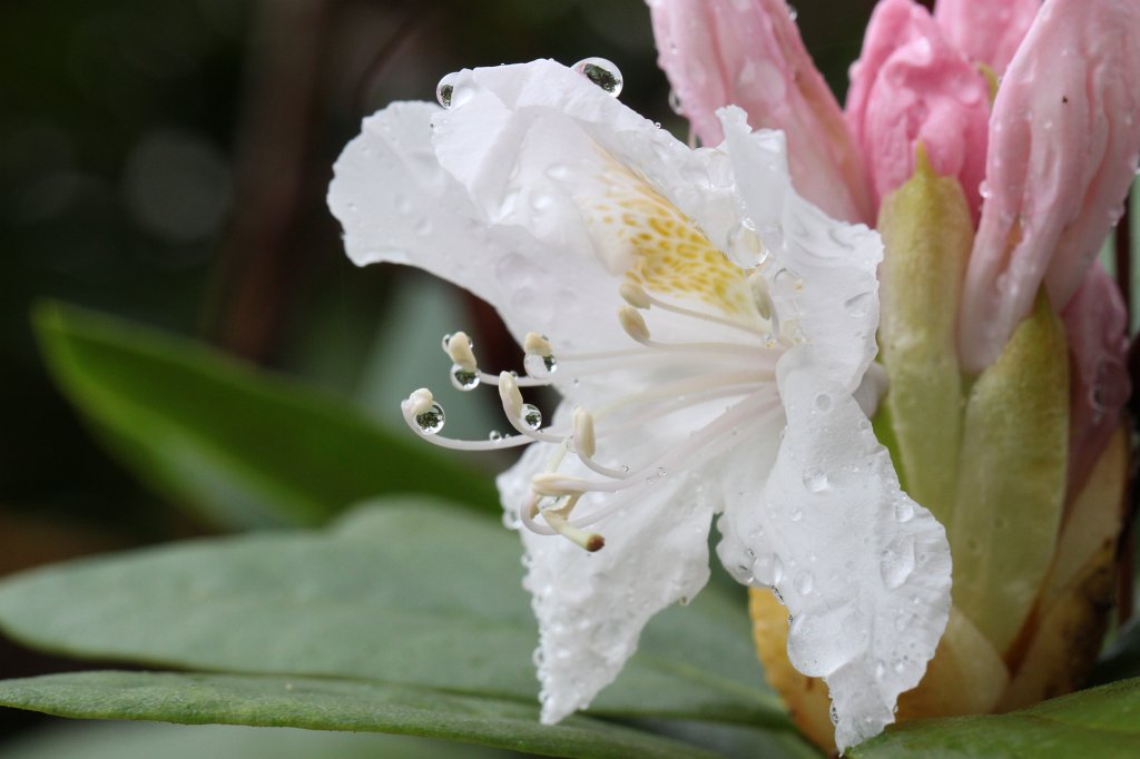 IMG_0033.JPG - Rain drops on  rhododendron  blossom