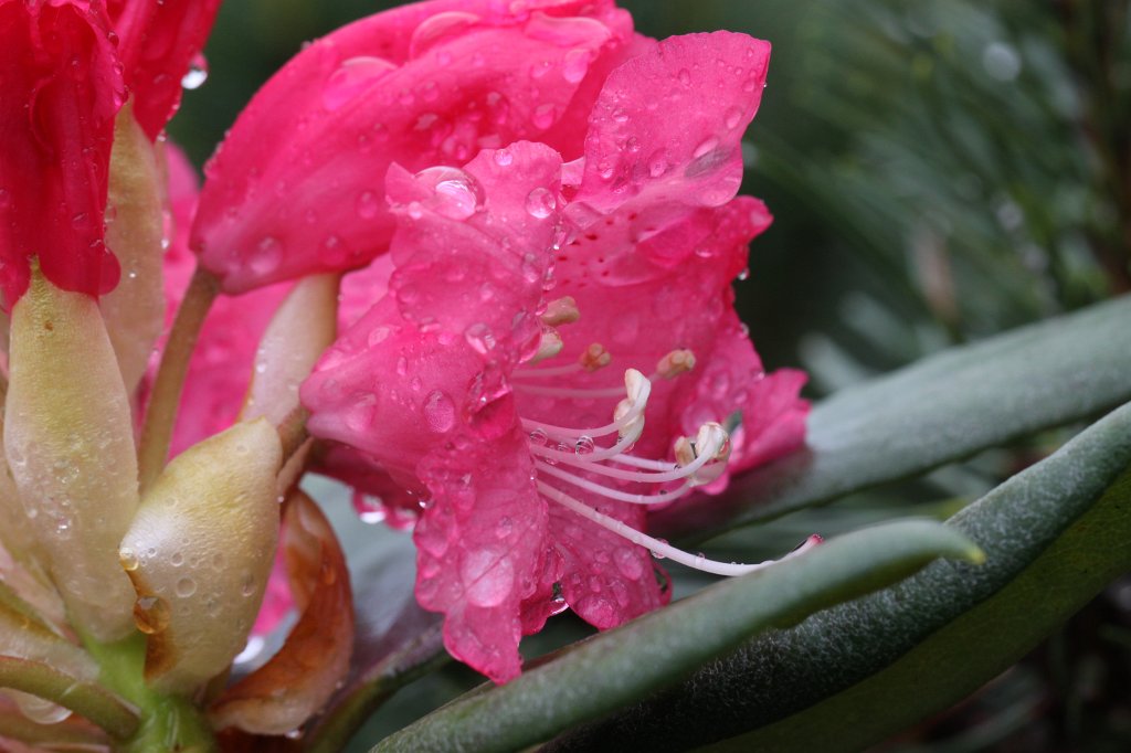 IMG_0042.JPG - Rain drops on  rhododendron  blossom