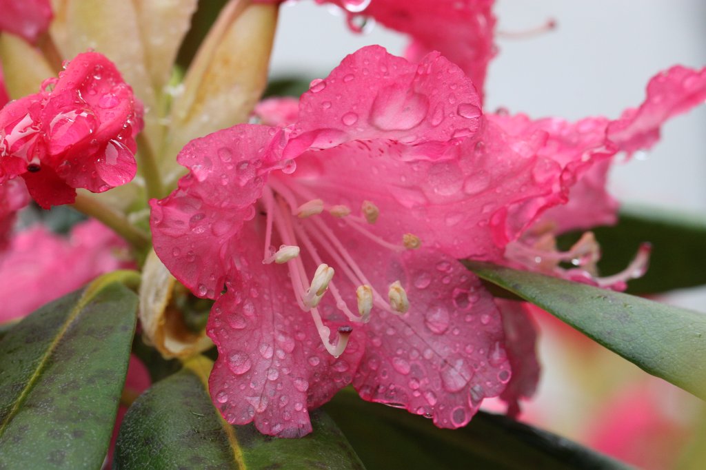 IMG_0045.JPG - Rain drops on  rhododendron  blossom