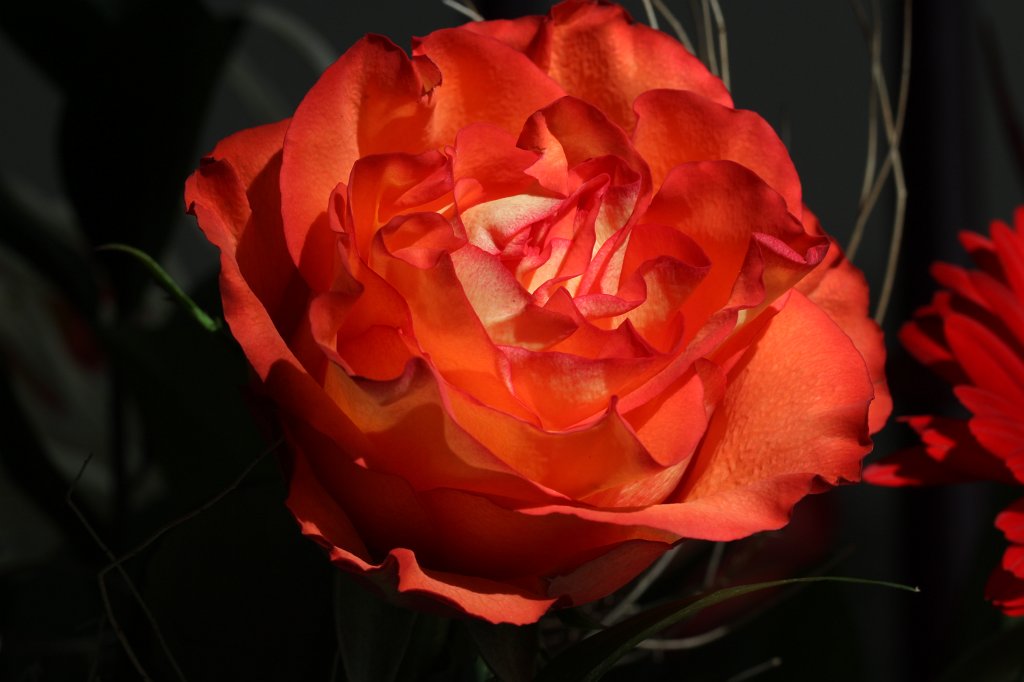 IMG_0226.JPG - Red  Rose 