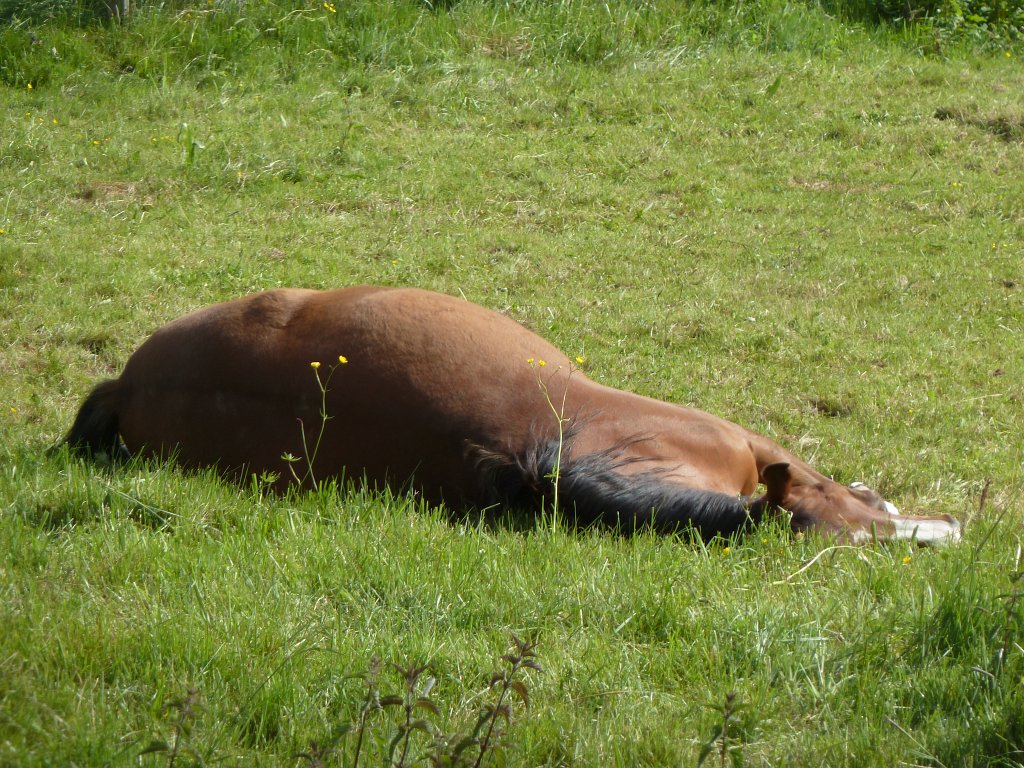 P1120108.JPG - Sleeping horse