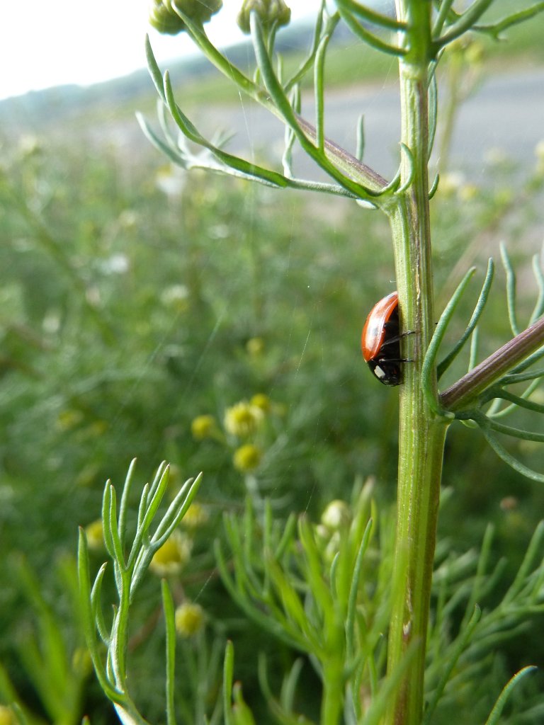 P1120156.JPG -  Ladybug  ( Marienkäfer )