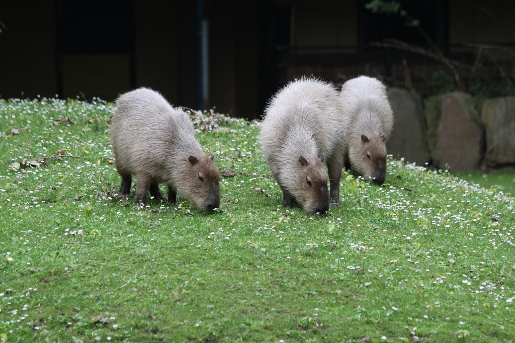 IMG_0438.JPG -  Capybara  ( Wasserschwein )