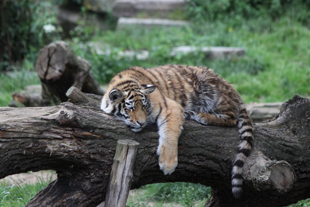 IMG_0455.JPG -  Siberian tiger  ( Sibirischer Tiger )