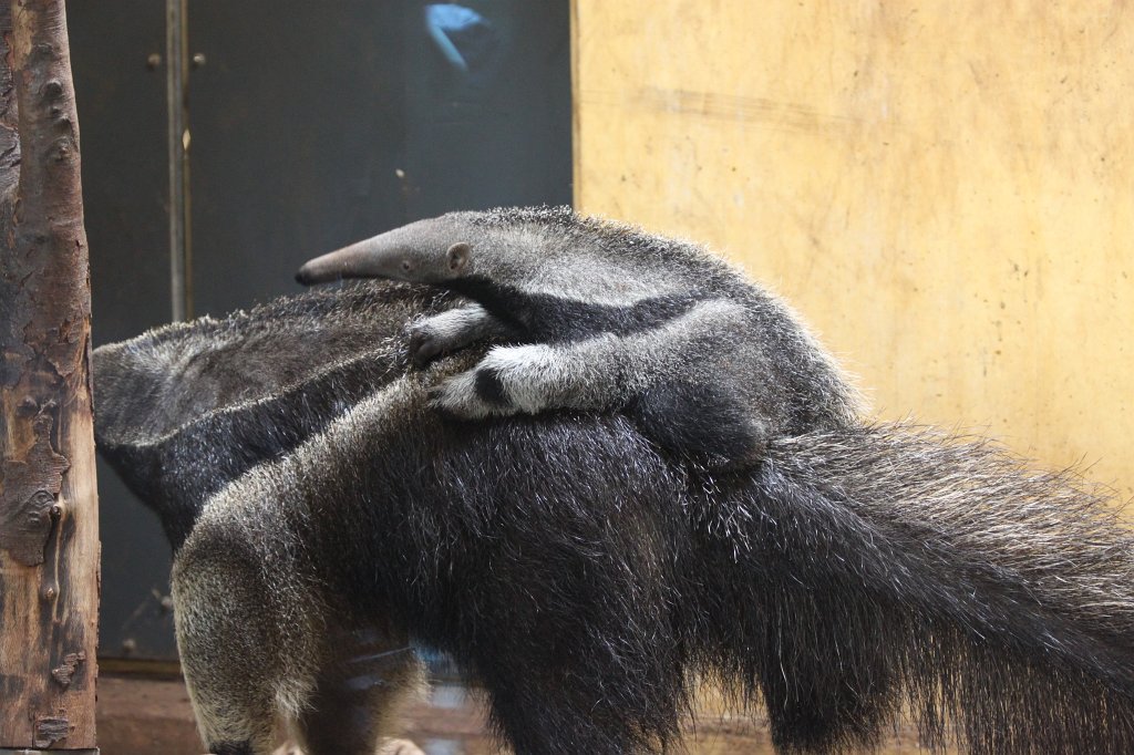 IMG_0460.JPG -  Giant Anteater  with young ( Großer Ameisenbär  mit kleinem)