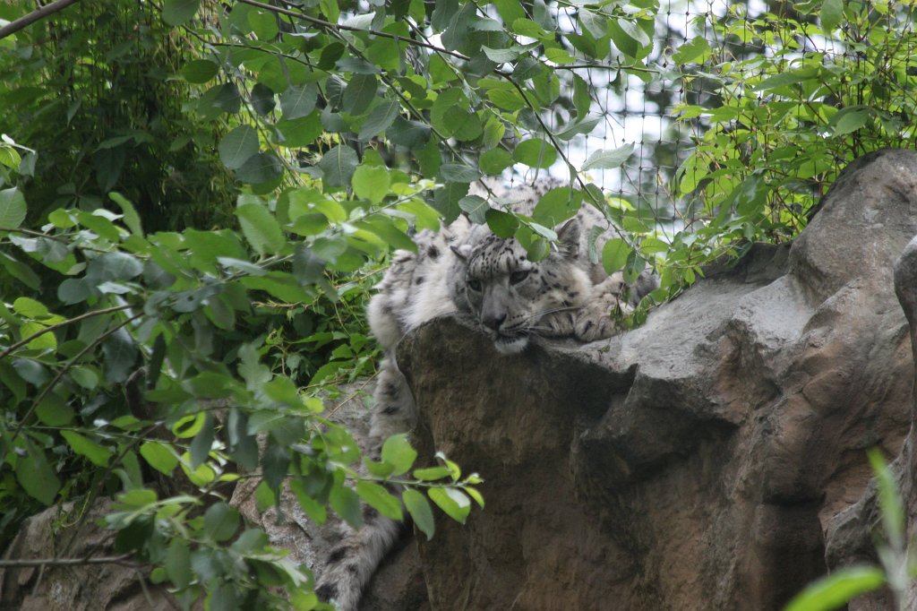 IMG_0476.JPG -  Snow leopard  ( Schneeleopard )