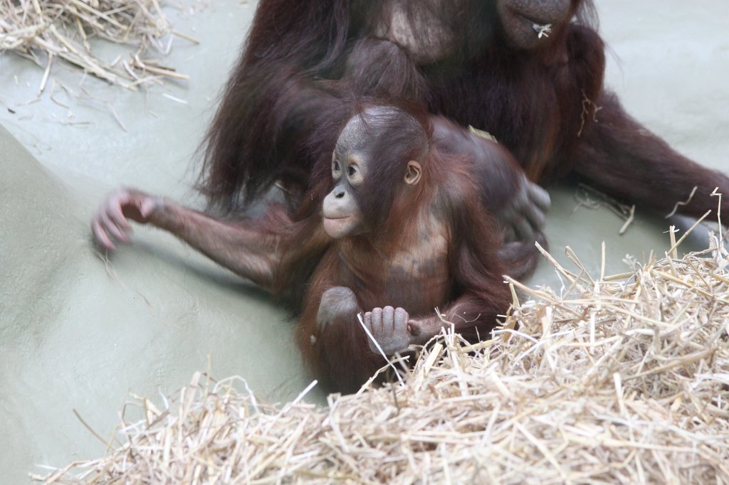 IMG_0530.JPG -  Orangutan  ( Orang-Utan )