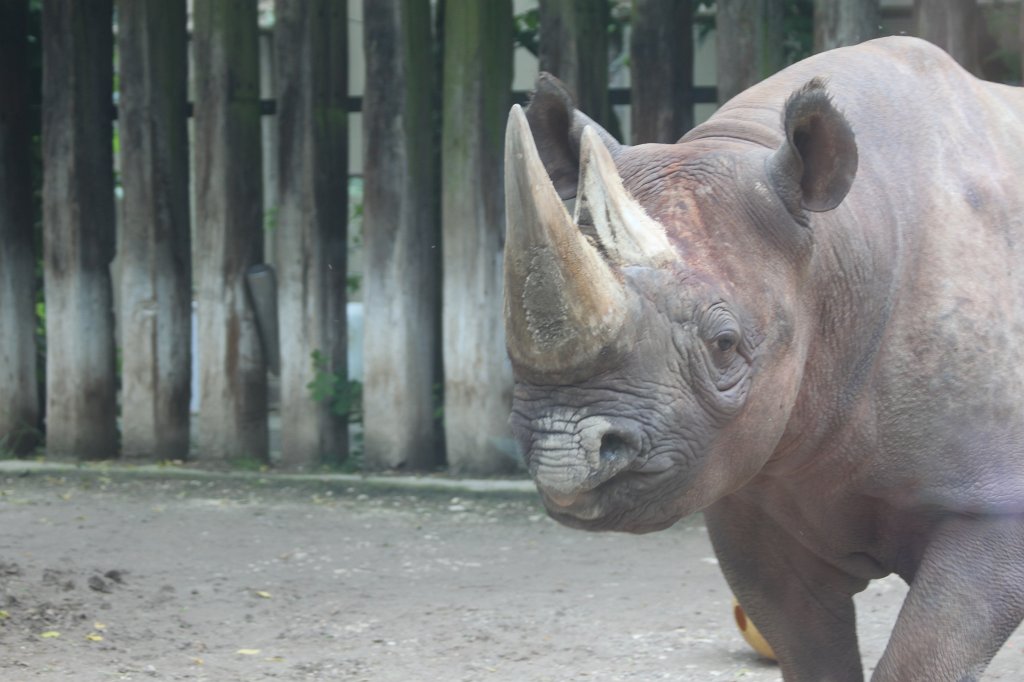 IMG_0595.JPG -  Black rhinoceros  ( Spitzmaulnashorn )