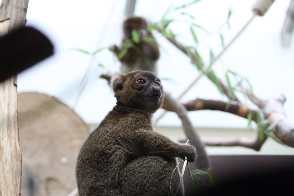 IMG_0607.JPG -  Greater bamboo lemur  ( Großer Bambuslemur )