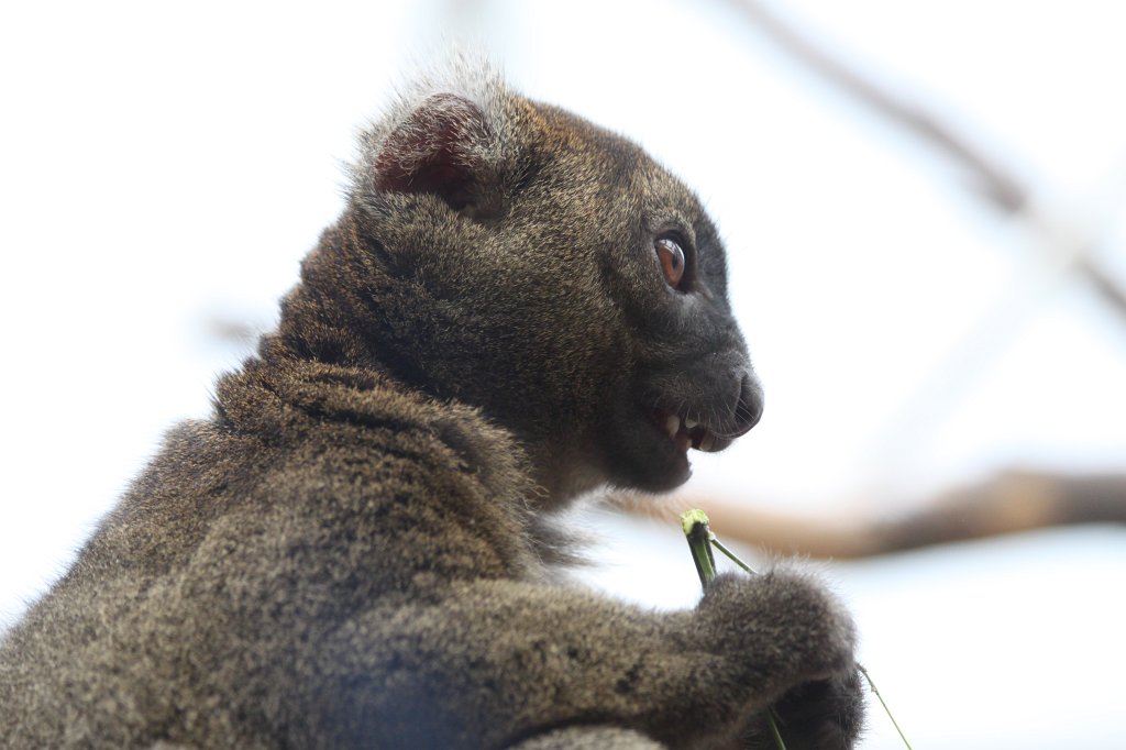 IMG_0613.JPG -  Greater bamboo lemur  ( Großer Bambuslemur )