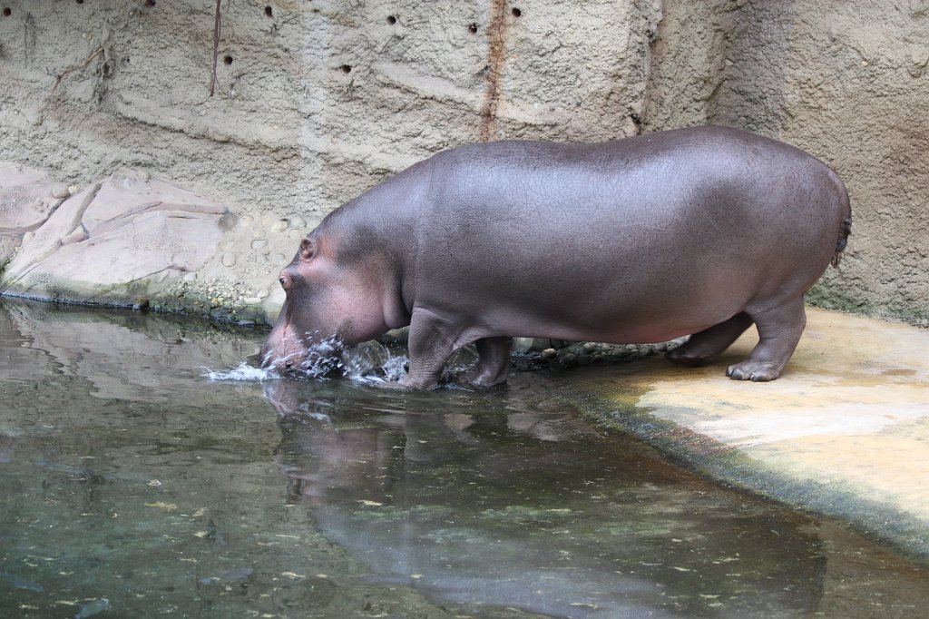 IMG_0621.JPG -  Hippopotamus  ( Nilpferd )