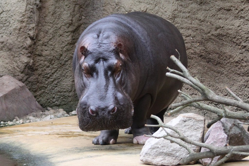 IMG_0638.JPG -  Hippopotamus  ( Nilpferd )